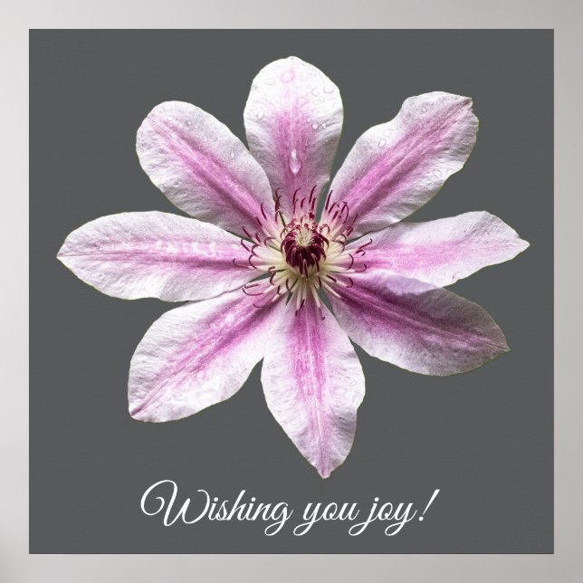 Affiche Clematis Nelly Moser (Devant)