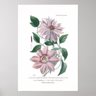 Affiche Clematis patens