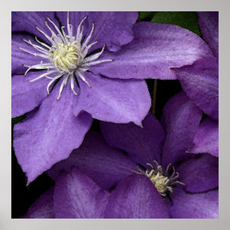 Affiche Clematis pourpre