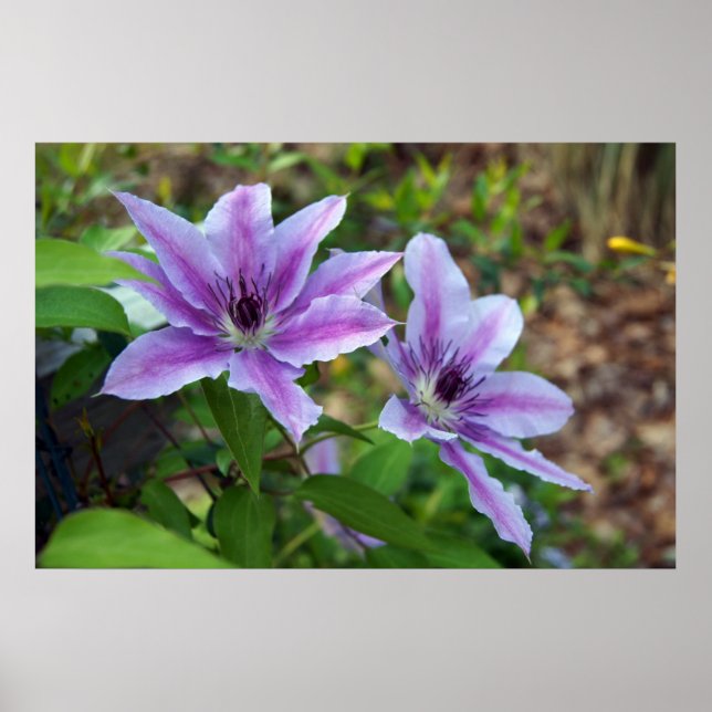 Affiche Clematis Spring (Devant)
