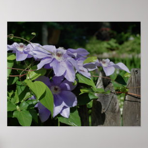 Affiche Clematis Violet À La Clôture Au Soleil