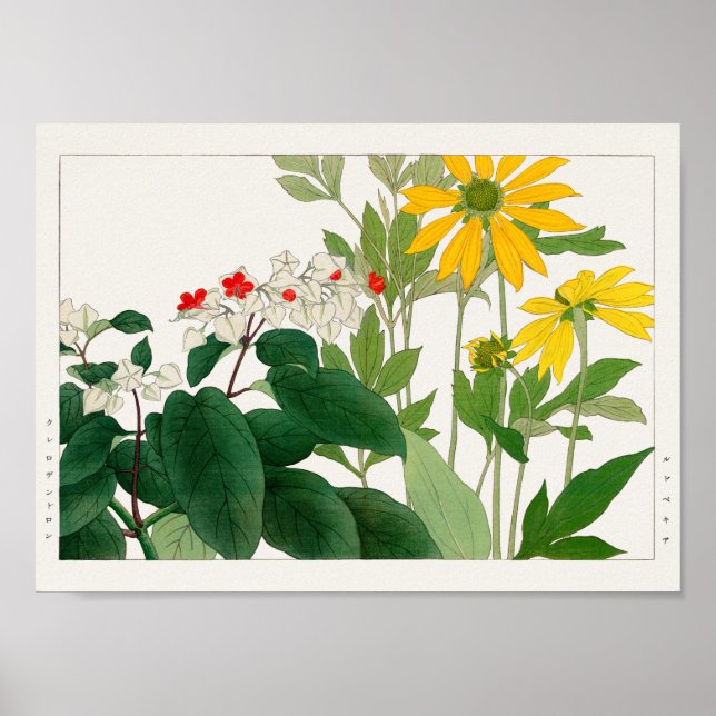 Affiche Clerodendrum thomsoniae, Rudbeckia, Tanigami Konan (Devant)