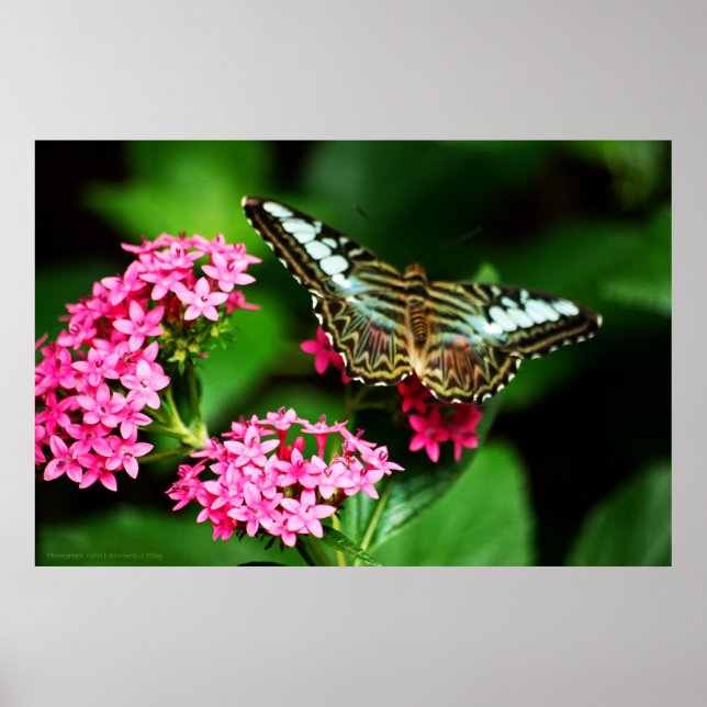 Affiche Clipper sur Pentas 1 Imprimer (Devant)