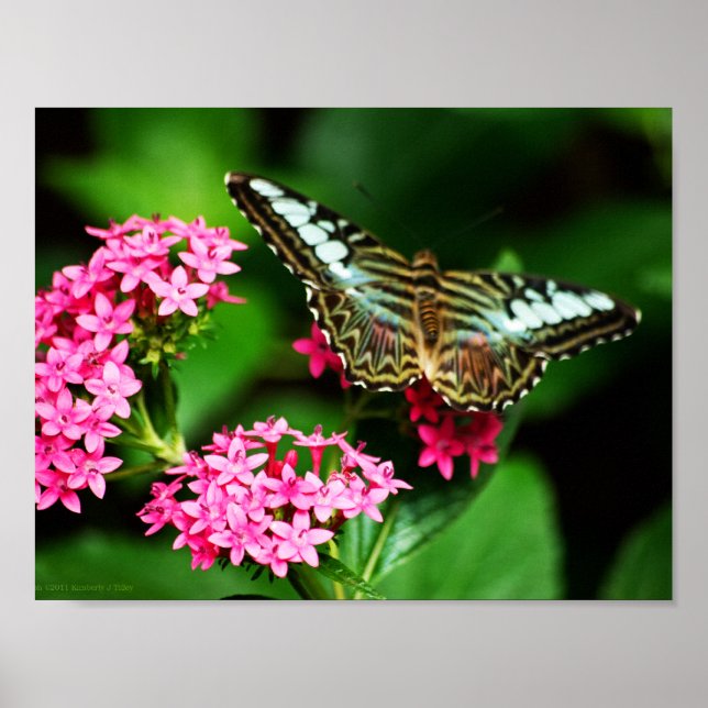 Affiche Clipper sur Pentas 1 Print (Devant)