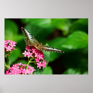 Affiche Clipper sur Pentas 2 Imprimer