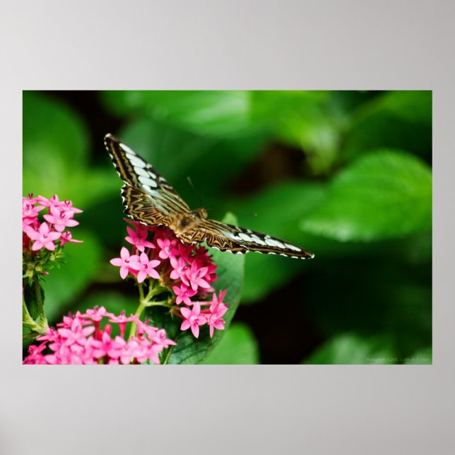 Affiche Clipper sur Pentas 2 Imprimer (Devant)