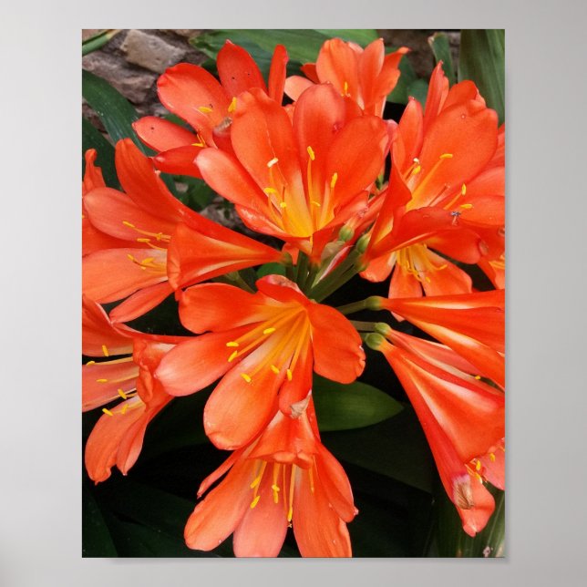 Affiche Clivia Miniata - La Belle Fleur Orange (Devant)