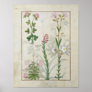 Affiche Clocher rouge & Aube Bellidis Onobrychis & Hyssopu