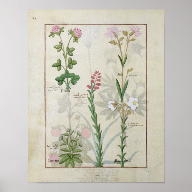 Affiche Clocher rouge & Aube Bellidis Onobrychis & Hyssopu (Devant)