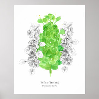Affiche Cloches d'Irlande Langue des fleurs Bonne chance