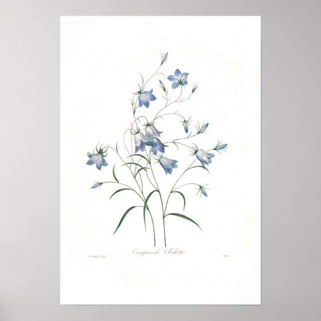 Affiche Clochette Campanula (Devant)