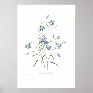 Affiche Clochette de Campanula