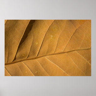 Affiche Close-up abstract dry leaf texture backgroundabstr