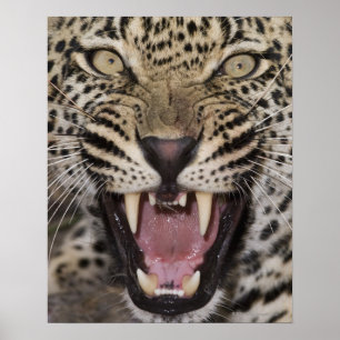 Affiche Close up of leopard growling