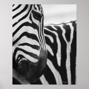 Affiche Close-up of zebra face and shoulder