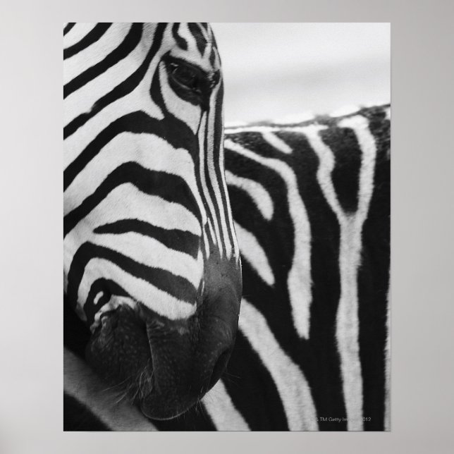 Affiche Close-up of zebra face and shoulder (Devant)