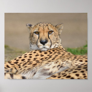 Affiche Closeup African Cheetah (Acinonyx jubatus)
