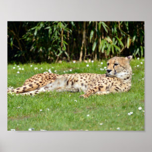 Affiche Closeup African Cheetah allongé sur l'herbe