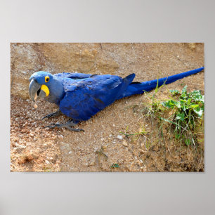 Affiche Closeup bleu hyacinth macaw vu en haut