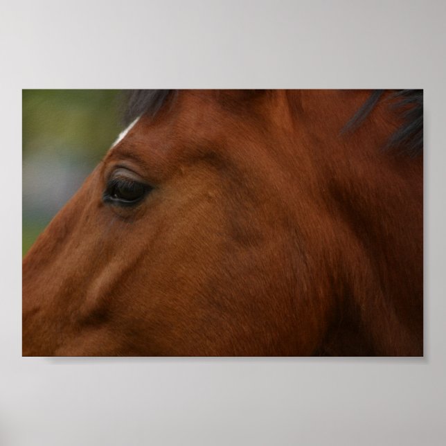 Affiche Closeup de Bay Horse (Devant)