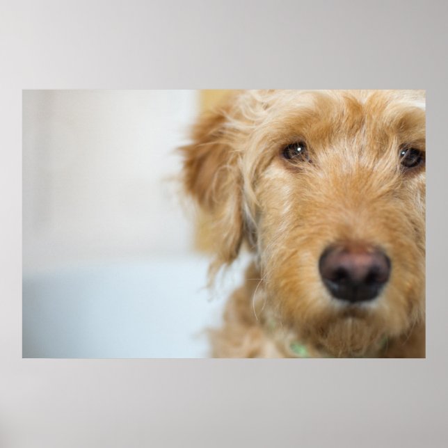 Affiche Closeup de Goldendoodle (Devant)