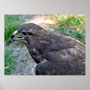 Affiche Closeup de Harris Hawk vu d'au-dessus de la carte