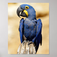 Closeup de Hyacinth macaw
