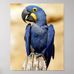 Affiche Closeup de Hyacinth macaw