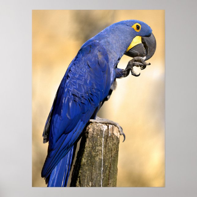 Affiche Closeup de Hyacinth macaw perché sur un poteau de  (Devant)