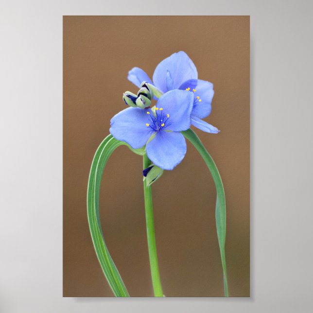 Affiche Closeup de la fleur d'araignée (Devant)