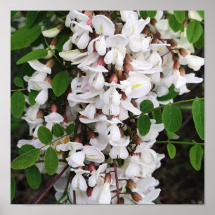 Affiche Closeup des fleurs d'acacia