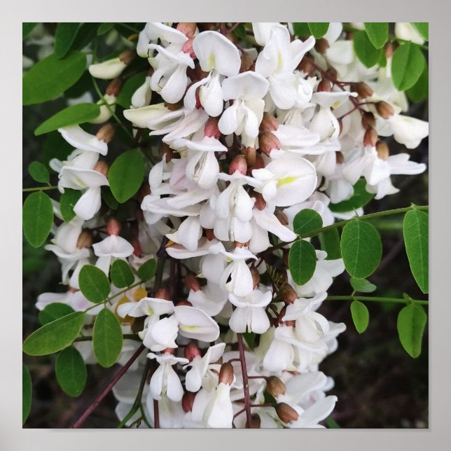 Affiche Closeup des fleurs d'acacia (Devant)