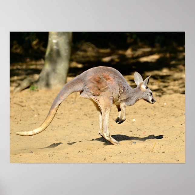 Affiche Closeup kangourou marche carte postale (Devant)