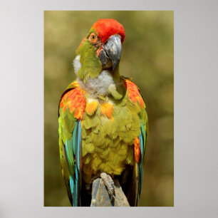 Affiche Closeup military macaw