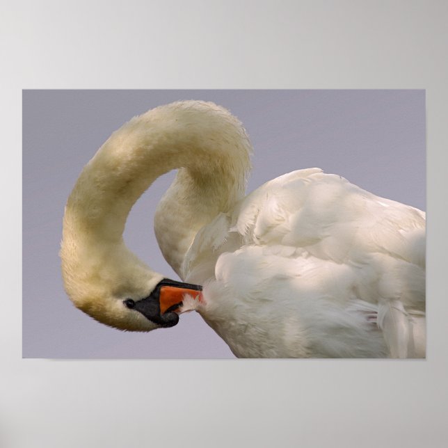 Affiche Closeup mute swan (Devant)