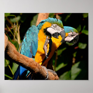 Affiche Closeup of  gelbbrustara macaws on branch