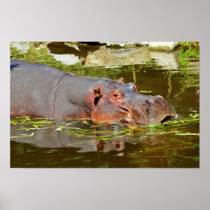 Affiche Closeup of hippopotamus in water