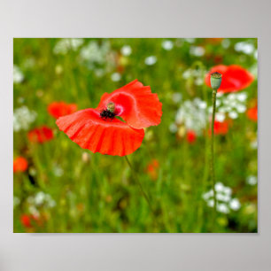 Affiche Closeup of poppies