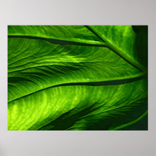 Affiche Closeup photo de la feuille verte