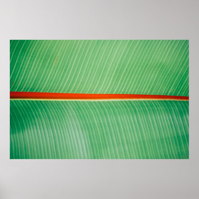 Affiche Closeup photo de la feuille verte (Devant)