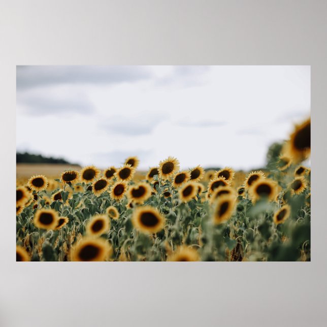 AFFICHE CLOSEUP PHOTO OF SUNFLOWERS (Devant)