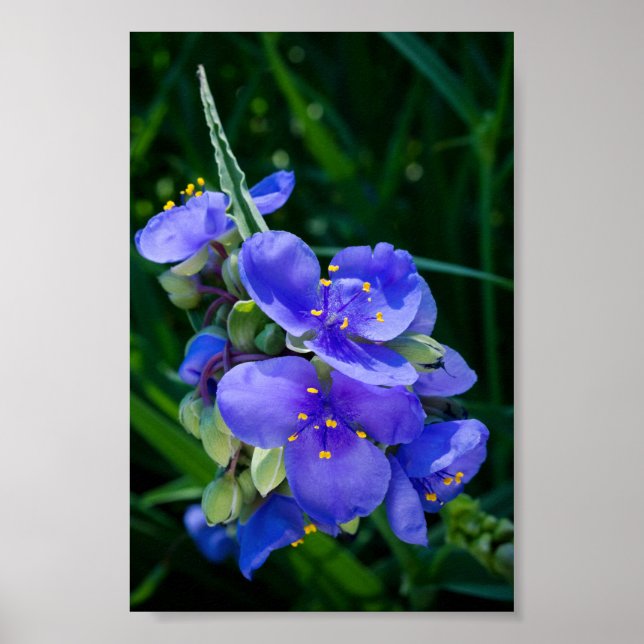 Affiche Closeup Plante de la Pire des araignées en pleine  (Devant)