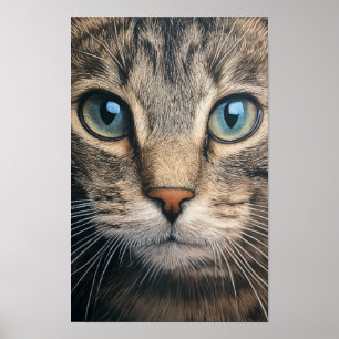 Affiche Closeuse de chat de tabby gris