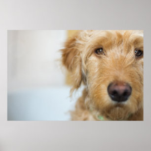 Affiche Closeuse de coquelicot de Goldendoodle