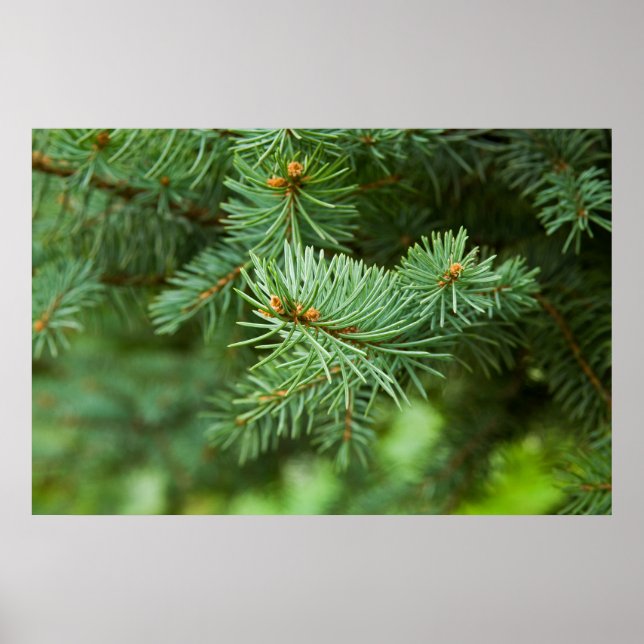 Affiche Closeuse de pin (Devant)