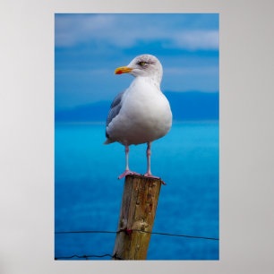 Affiche Closeuse de Seagull