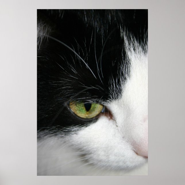 Affiche Closeuse oculaire de chat (Devant)