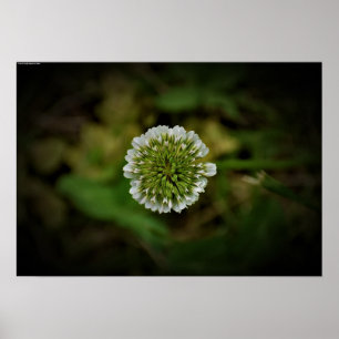 Affiche Clover,