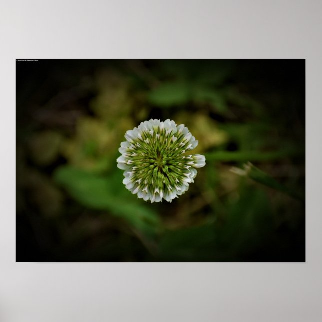 Affiche Clover, (Devant)