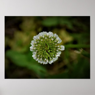 Affiche Clover,